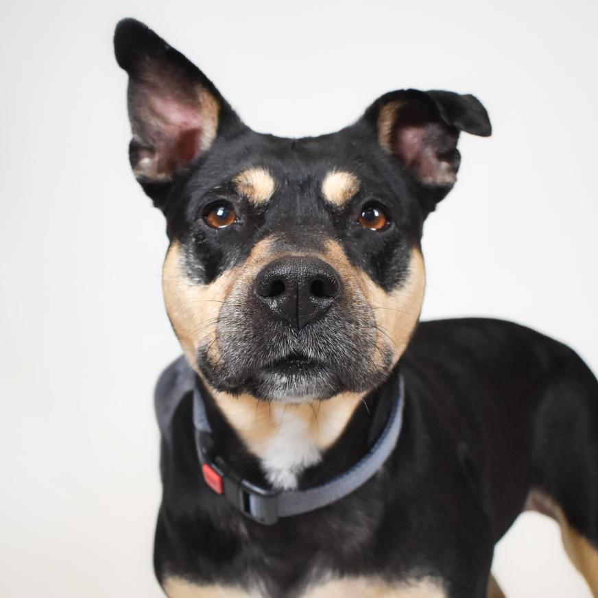 Enlarge Sweety, a Adoptable American Bulldog in West Palm Beach, FL image 6/6