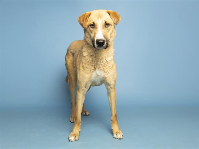 MITZY, Adoptable, Young Female German Shepherd Dog.