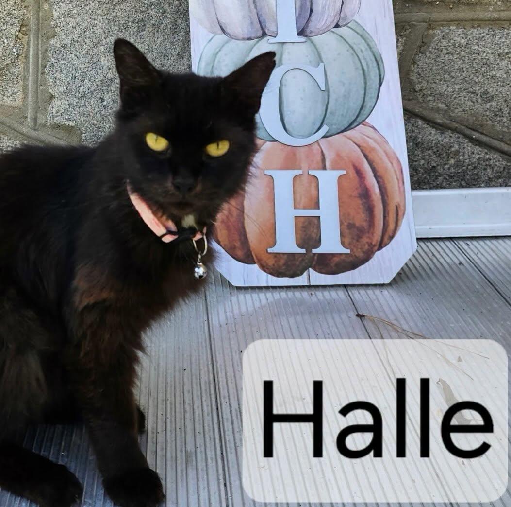 Enlarge Halle, a Adoptable mixed breed in Raleigh, NC image 2/5