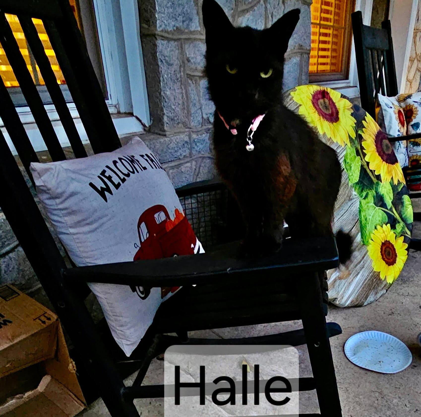 Enlarge Halle, a Adoptable mixed breed in Raleigh, NC image 3/5