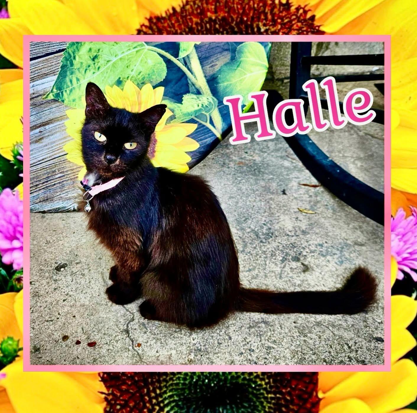Enlarge Halle, a Adoptable mixed breed in Raleigh, NC image 1/5