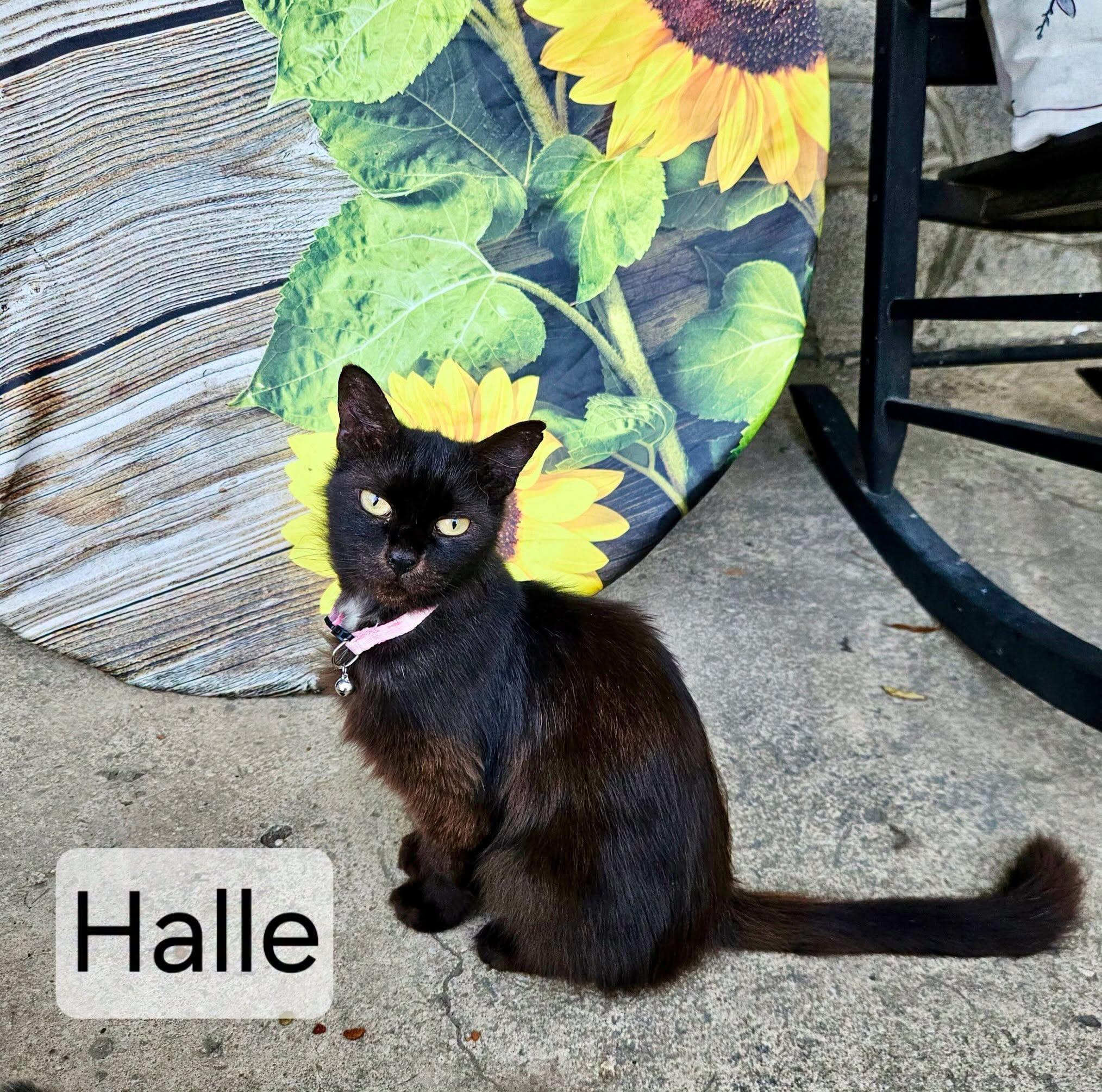 Enlarge Halle, a Adoptable mixed breed in Raleigh, NC image 5/5