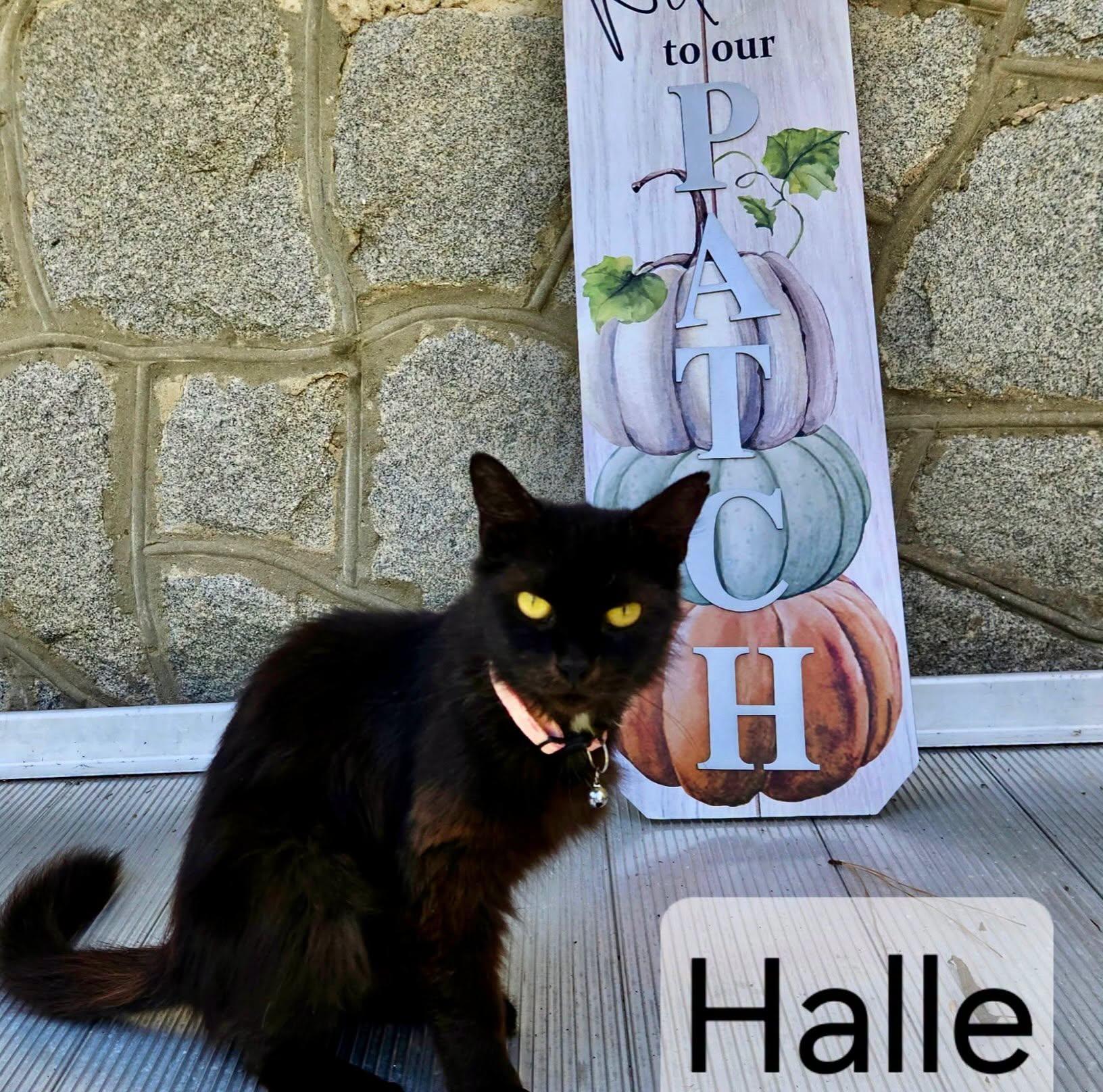 Enlarge Halle, a Adoptable mixed breed in Raleigh, NC image 4/5