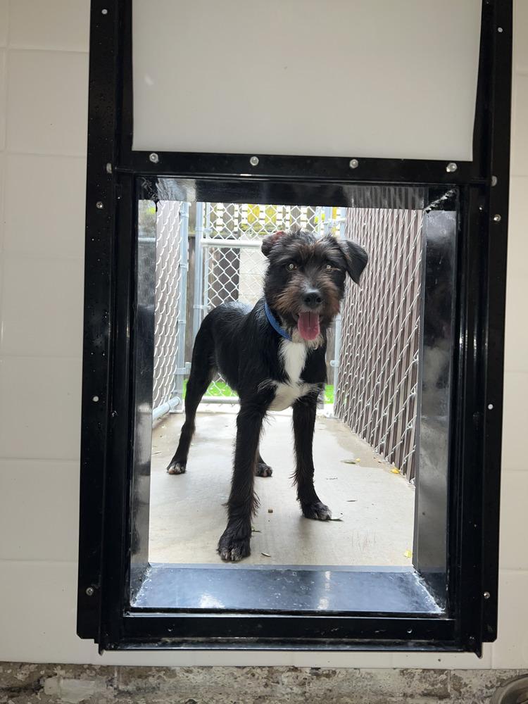 Enlarge Franklin, a Adoptable mixed breed in Oakdale, CA image 1/4