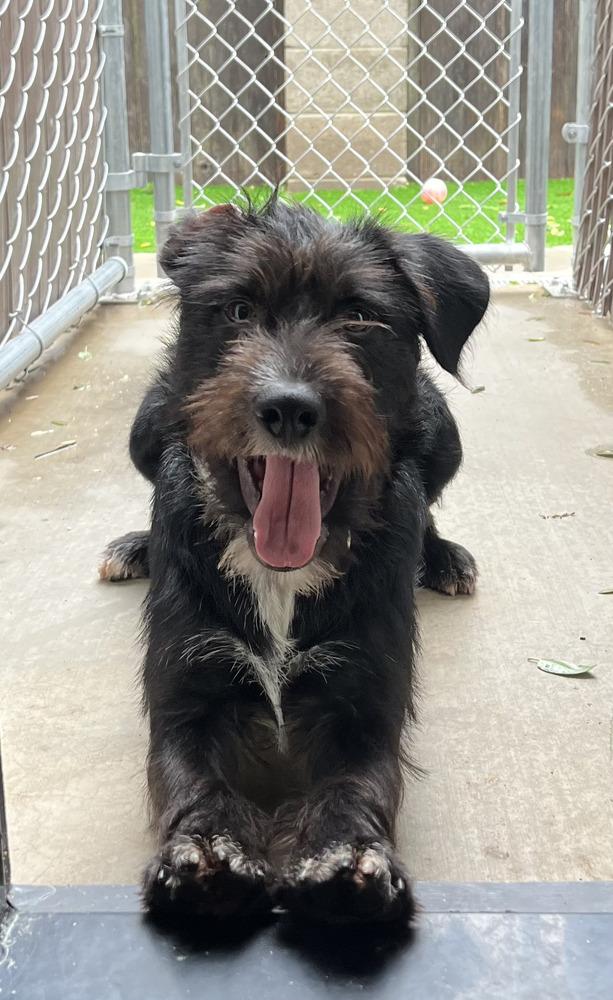 Enlarge Franklin, a Adoptable mixed breed in Oakdale, CA image 3/4