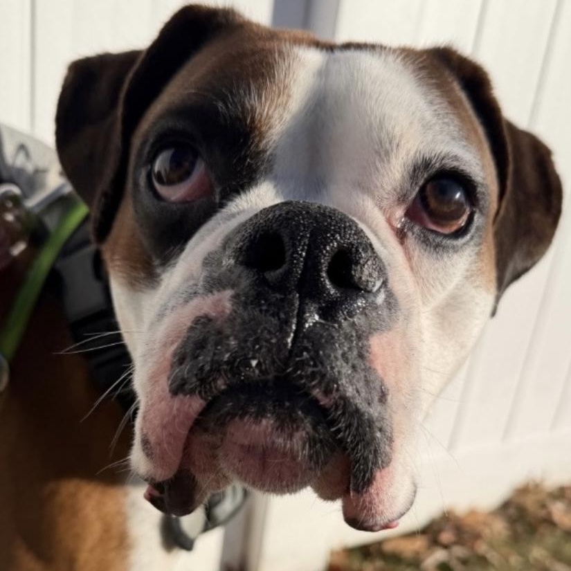 Enlarge Toby, an adopted mixed breed in Lake grove , NY image 2/4