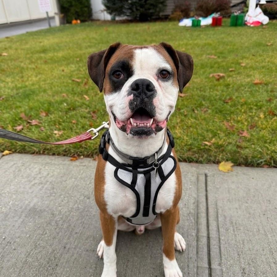 Enlarge Toby, an adopted mixed breed in Lake grove , NY image 1/4