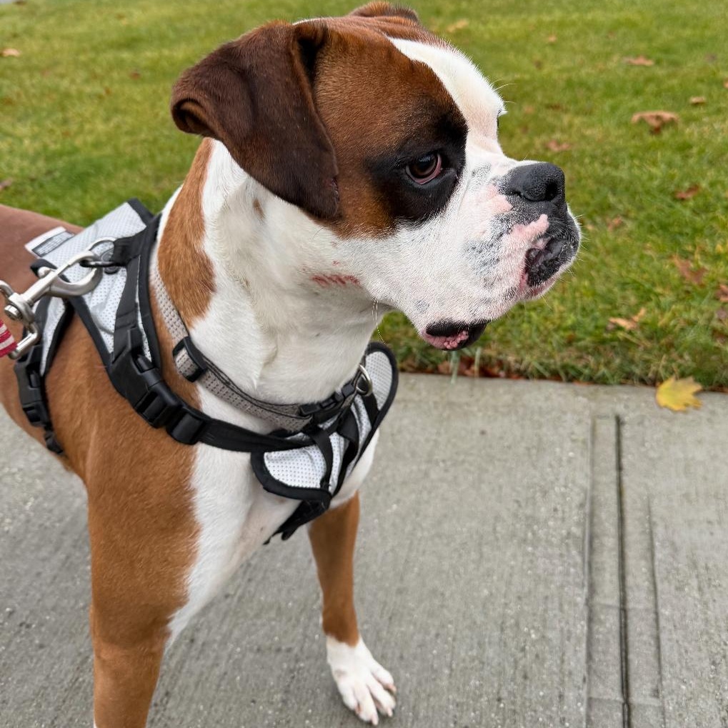 Enlarge Toby, an adopted mixed breed in Lake grove , NY image 4/4