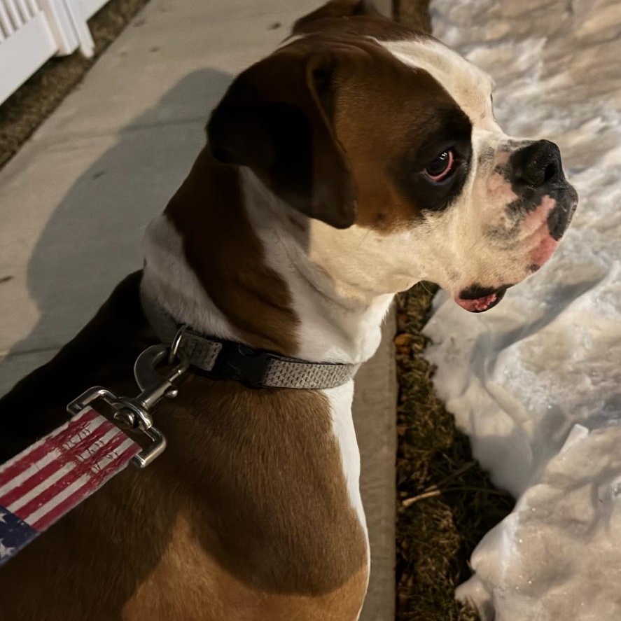 Enlarge Toby, an adopted mixed breed in Lake grove , NY image 3/4