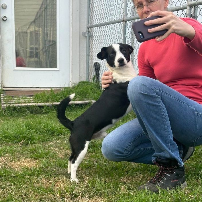 Enlarge Pico (aka Peanut), a Adopted mixed breed in Conroe, TX image 1/5