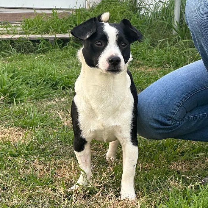 Enlarge Pico (aka Peanut), a Adopted mixed breed in Conroe, TX image 2/5