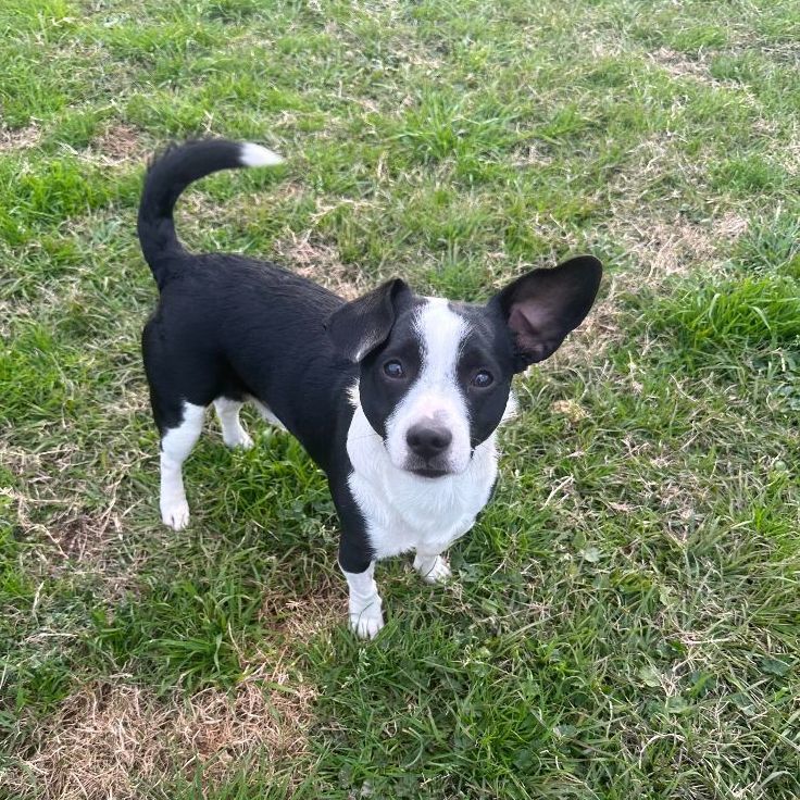 Enlarge Pico (aka Peanut), a Adopted mixed breed in Conroe, TX image 3/5