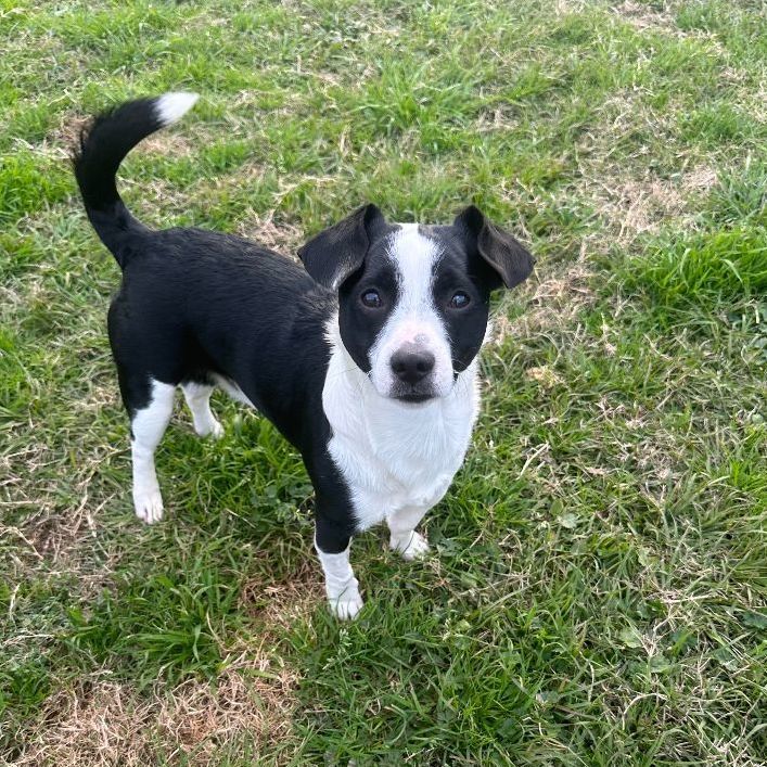 Enlarge Pico (aka Peanut), a Adopted mixed breed in Conroe, TX image 4/5