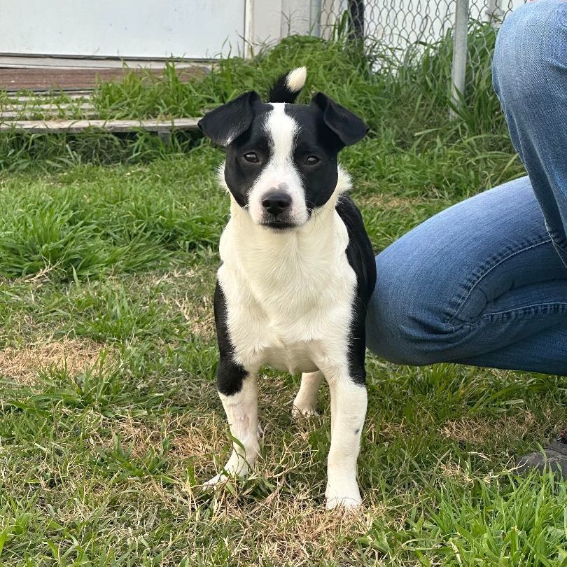 Pico (aka Peanut), Adopted, Young Male Jack Russell Terrier & Boston Terrier.