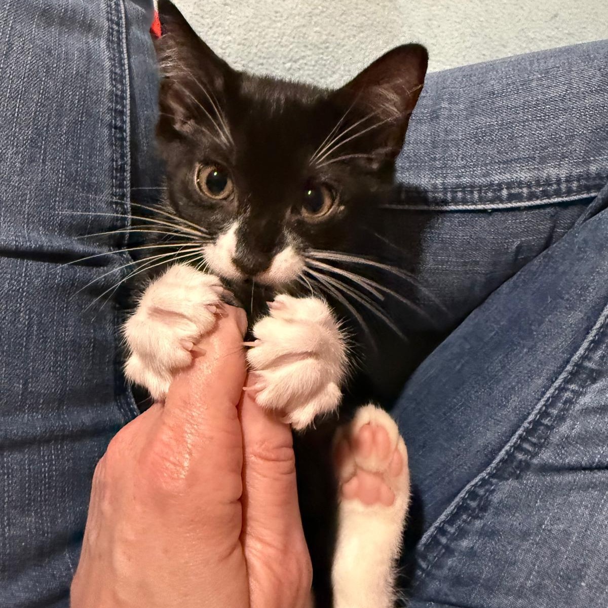 Enlarge Goji(berry) - bonded with Goose, a Adoptable Domestic Short Hair in Sandy Springs, GA image 2/6