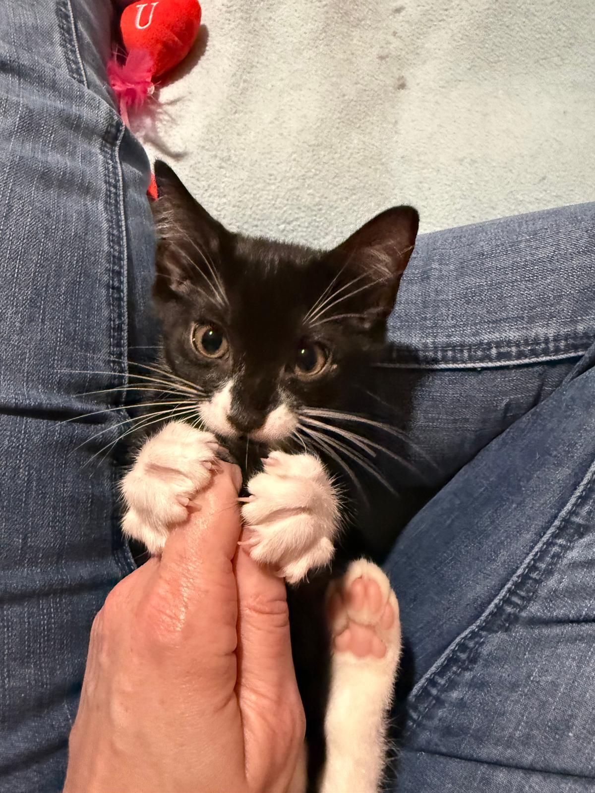 Goji(berry), a Adoptable Domestic Short Hair in Sandy Springs, GA image 2/6
