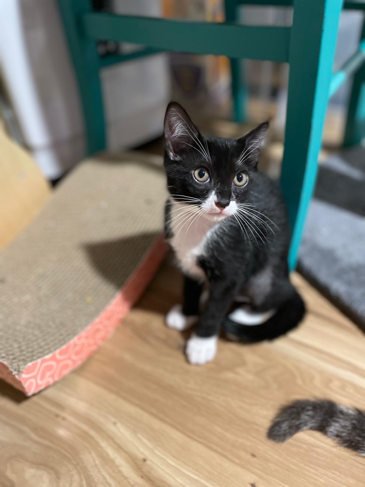 Goji(berry), a Adoptable Domestic Short Hair in Sandy Springs, GA image 6/6