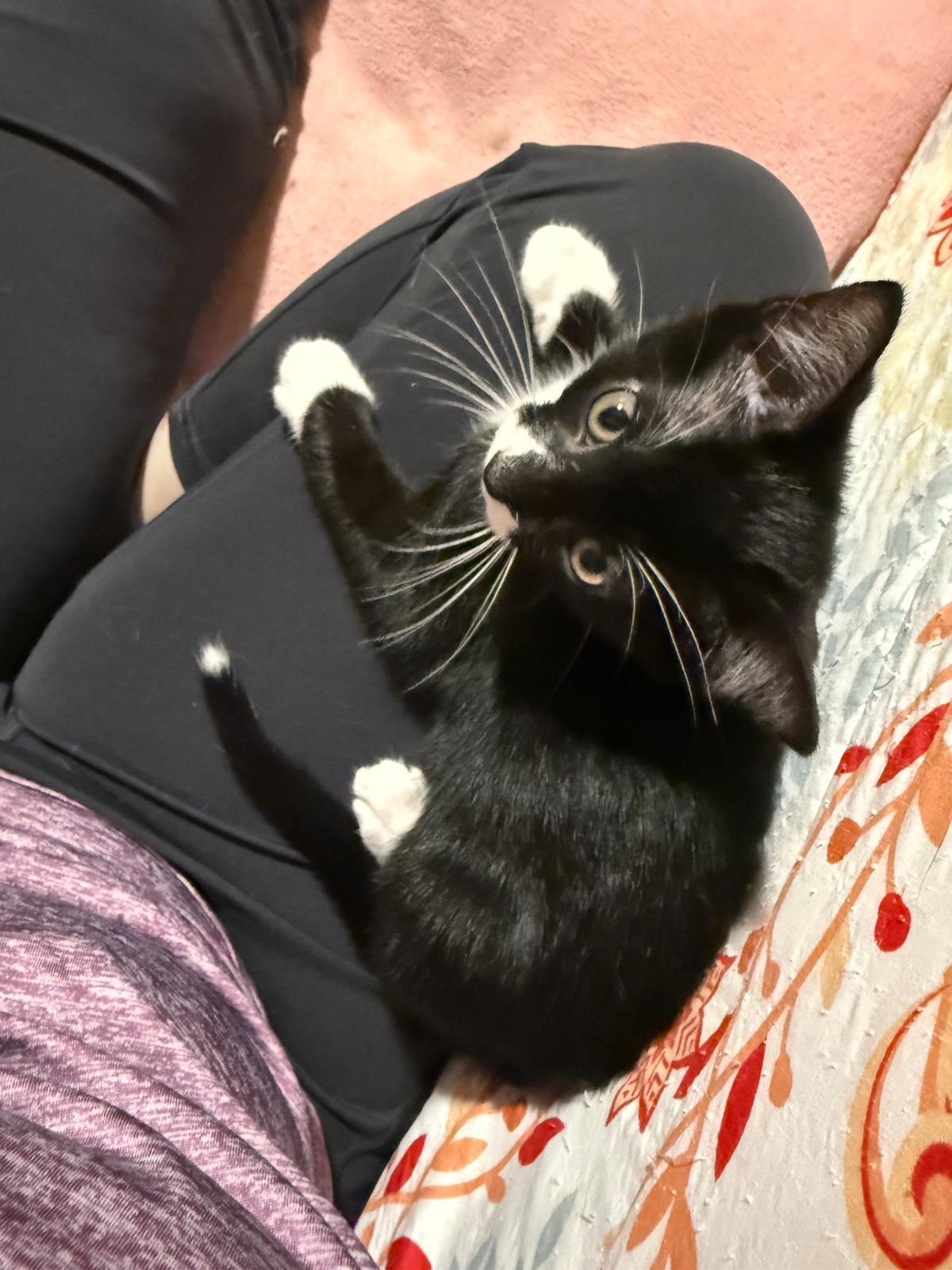 Goji(berry), a Adoptable Domestic Short Hair in Sandy Springs, GA image 4/6