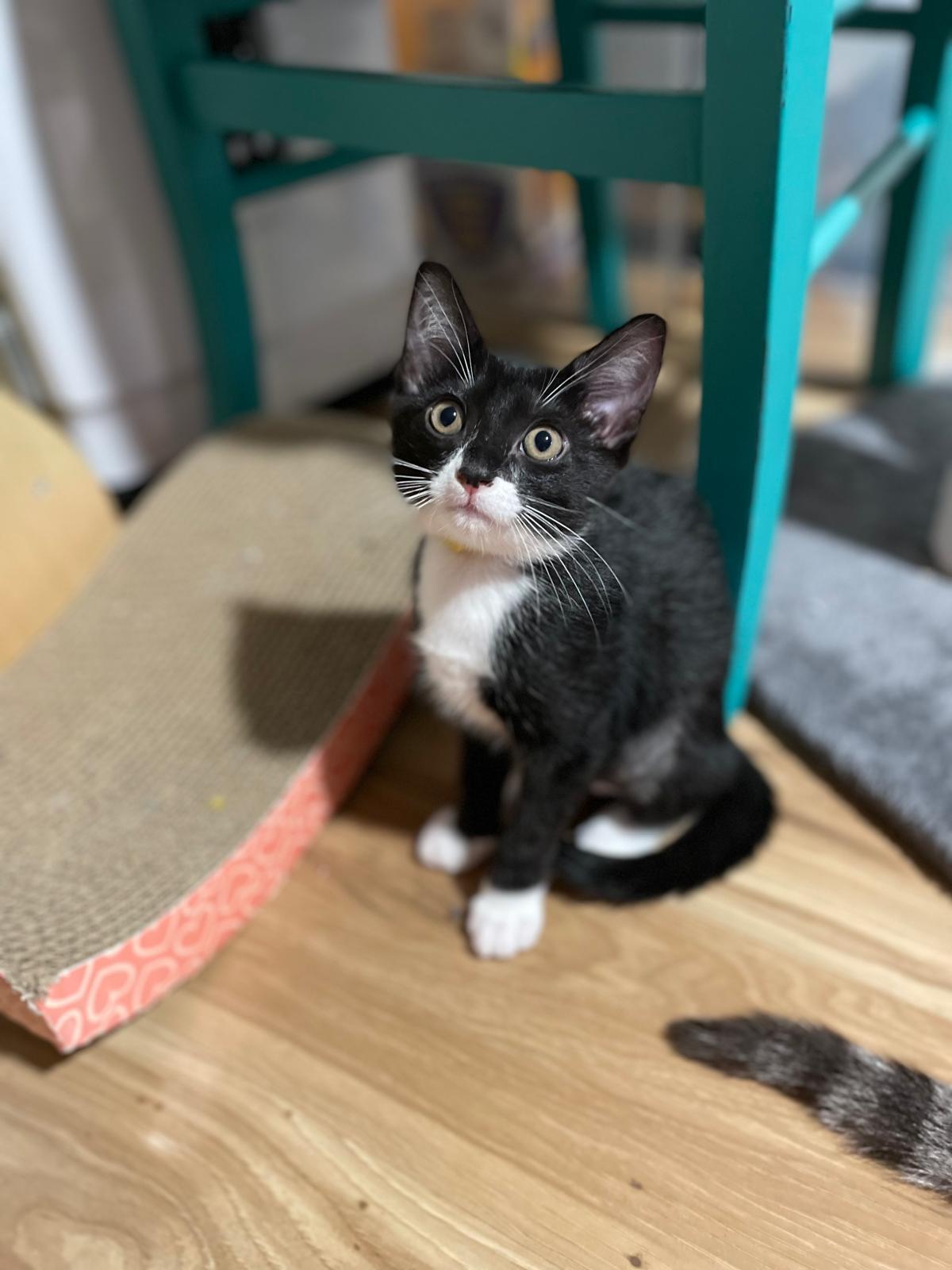 Goji(berry), a Adoptable Domestic Short Hair in Sandy Springs, GA image 3/6