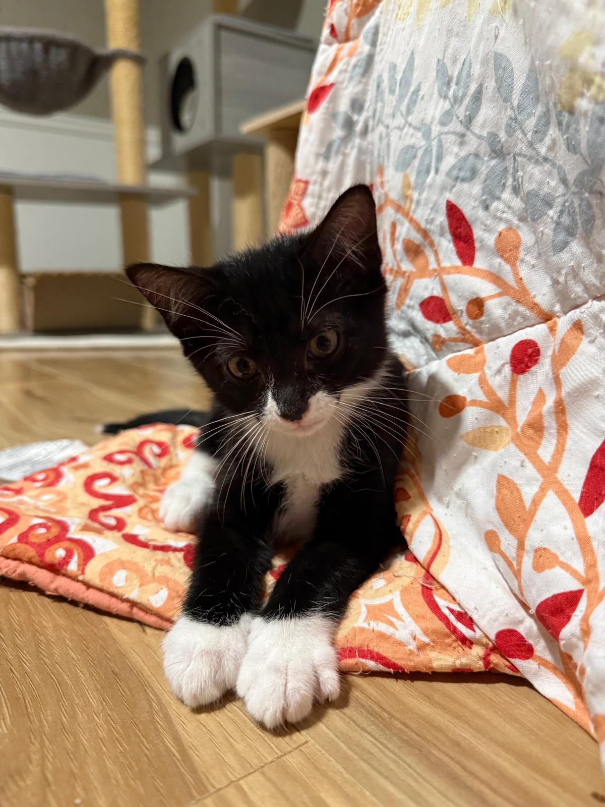 Goji(berry), a Adoptable Domestic Short Hair in Sandy Springs, GA image 5/6