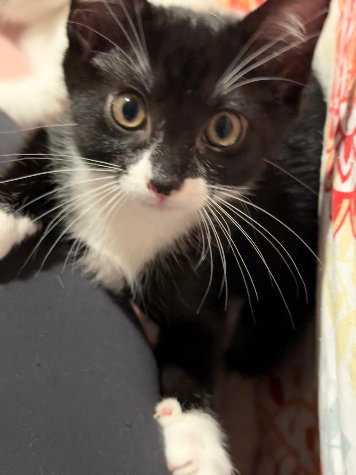 Goji(berry), Adoptable, Kitten Female Domestic Short Hair.