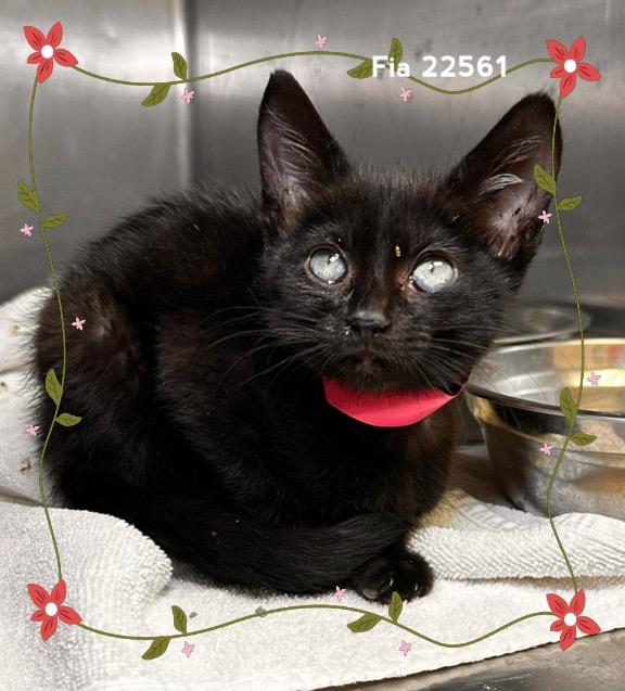 Enlarge FIA, a Adoptable Domestic Short Hair in Marietta, GA image 3/6