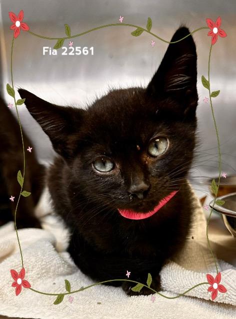 FIA, Adoptable, Kitten Female Domestic Short Hair.