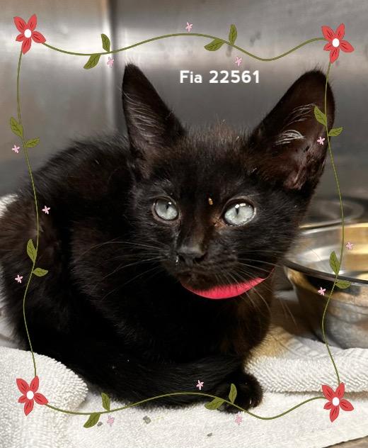 Enlarge FIA, a Adoptable Domestic Short Hair in Marietta, GA image 4/6