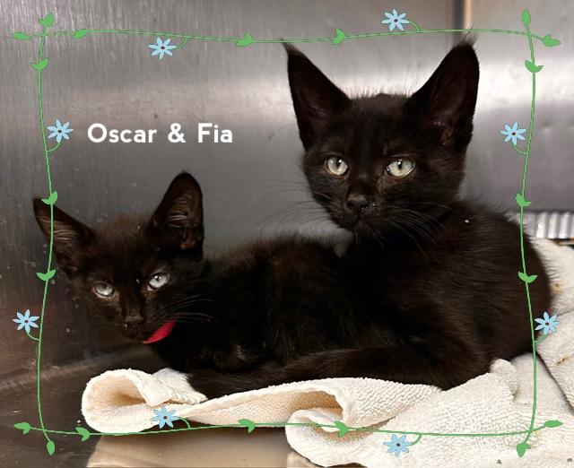 Enlarge FIA, a Adoptable Domestic Short Hair in Marietta, GA image 6/6