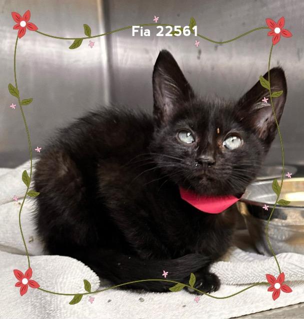 Enlarge FIA, a Adoptable Domestic Short Hair in Marietta, GA image 2/6