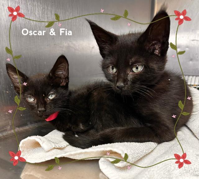 Enlarge FIA, a Adoptable Domestic Short Hair in Marietta, GA image 5/6