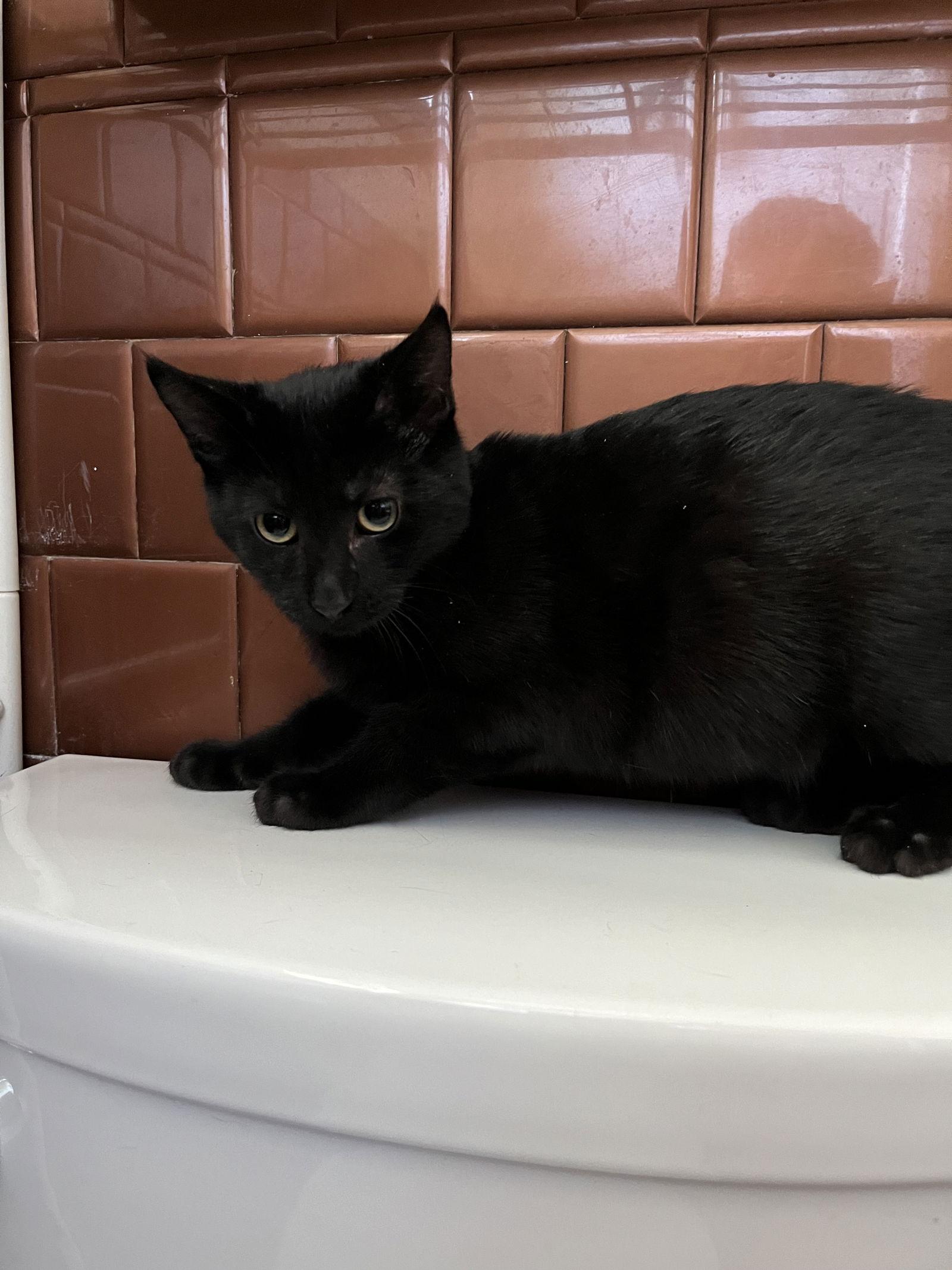 Enlarge Amore, a Adoptable Domestic Short Hair in Aurora, CO image 1/3