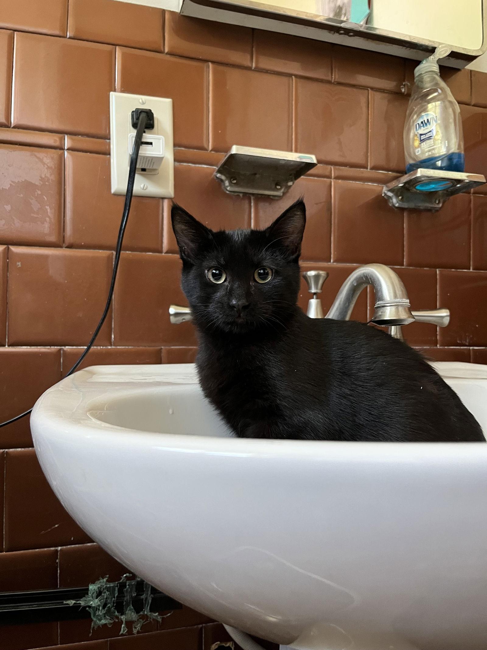 Enlarge Amore, a Adoptable Domestic Short Hair in Aurora, CO image 2/3