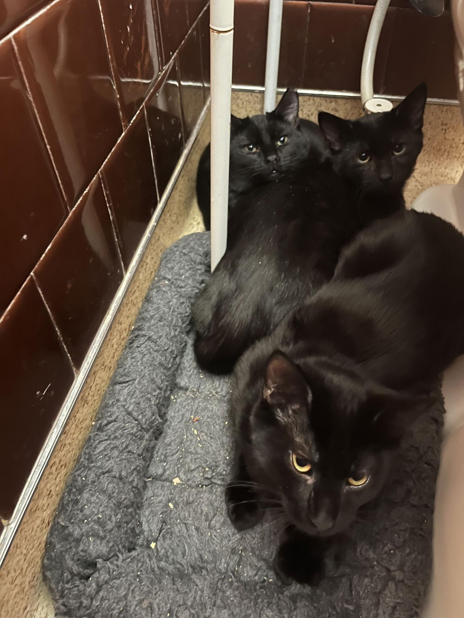 Enlarge Amore, a Adoptable Domestic Short Hair in Aurora, CO image 3/3