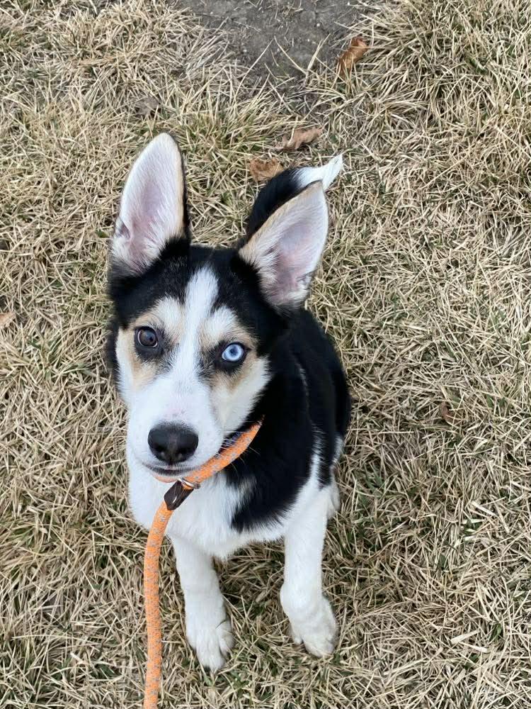 Giselle , ADOPTABLE, Young Female Husky & Collie.