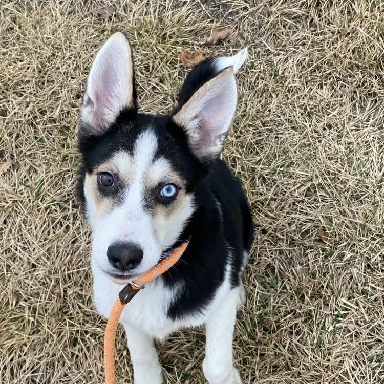 Enlarge Giselle , a ADOPTABLE mixed breed in Minooka, IL image 2/2