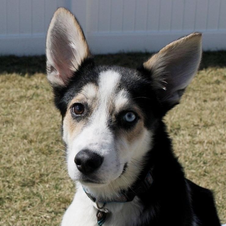 Enlarge Giselle , a ADOPTABLE mixed breed in Minooka, IL image 1/2