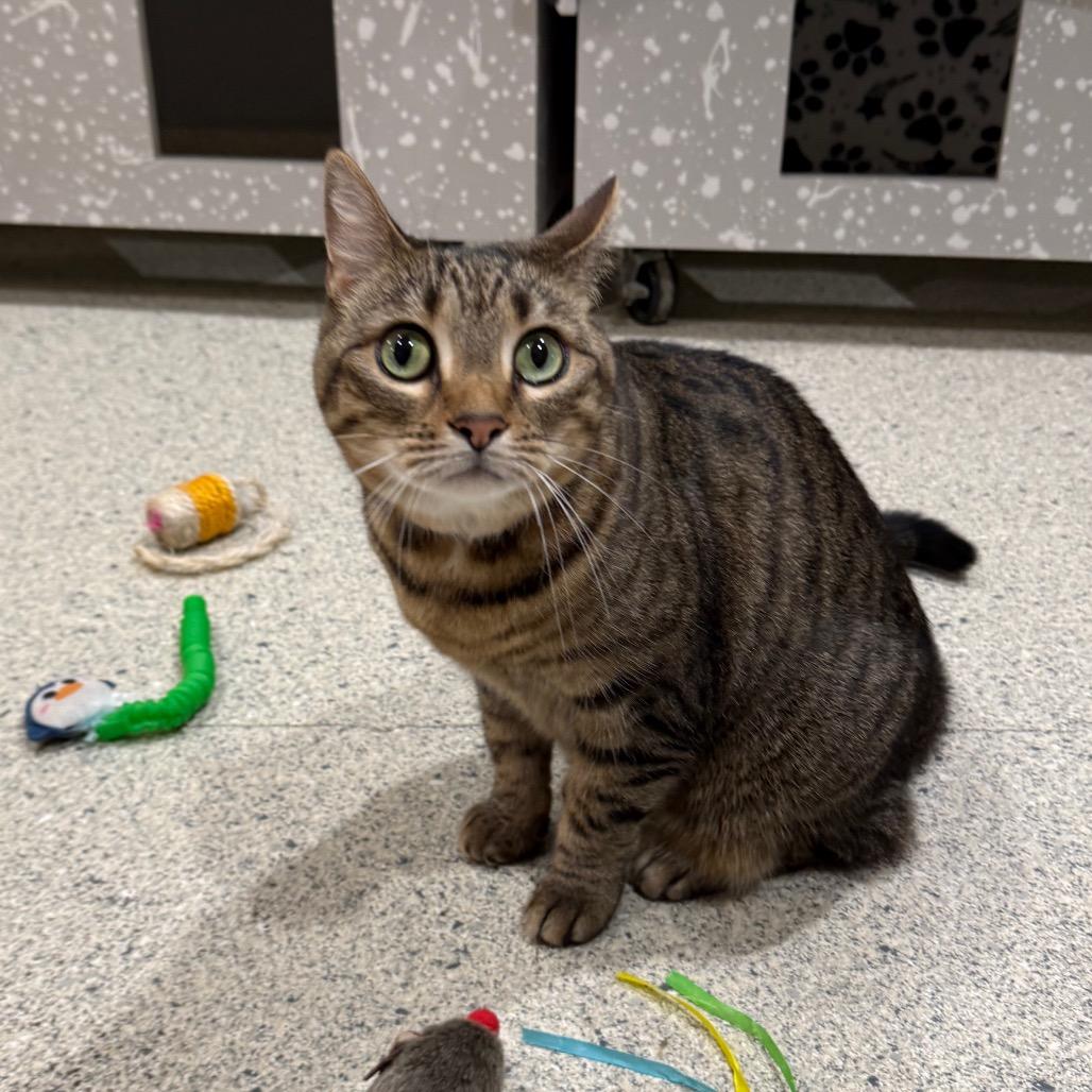 Rosie, Adoptable, Senior Female Domestic Medium Hair.