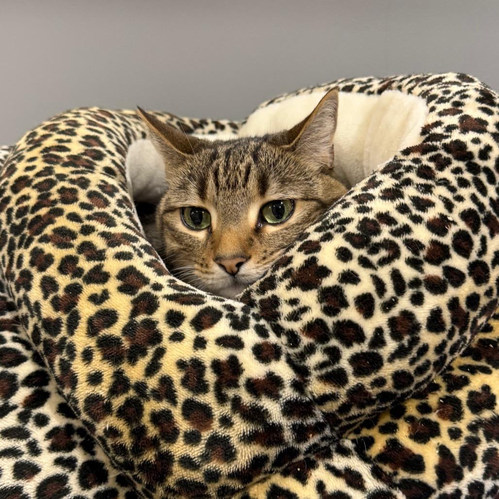 Enlarge Rosie, a Adoptable mixed breed in Jacksonville, FL image 4/6