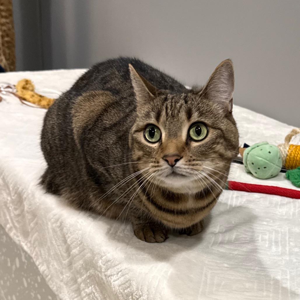 Enlarge Rosie, a Adoptable mixed breed in Jacksonville, FL image 5/6