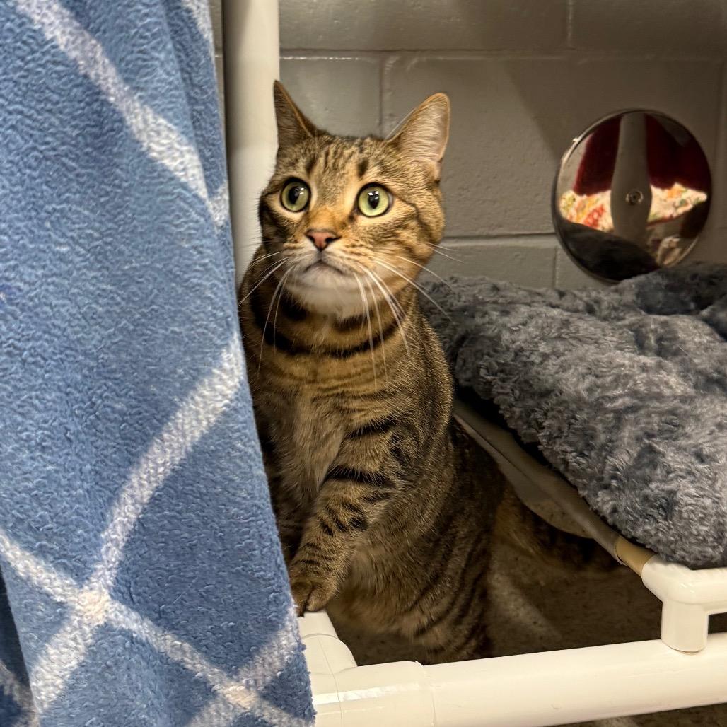 Enlarge Rosie, a Adoptable mixed breed in Jacksonville, FL image 6/6