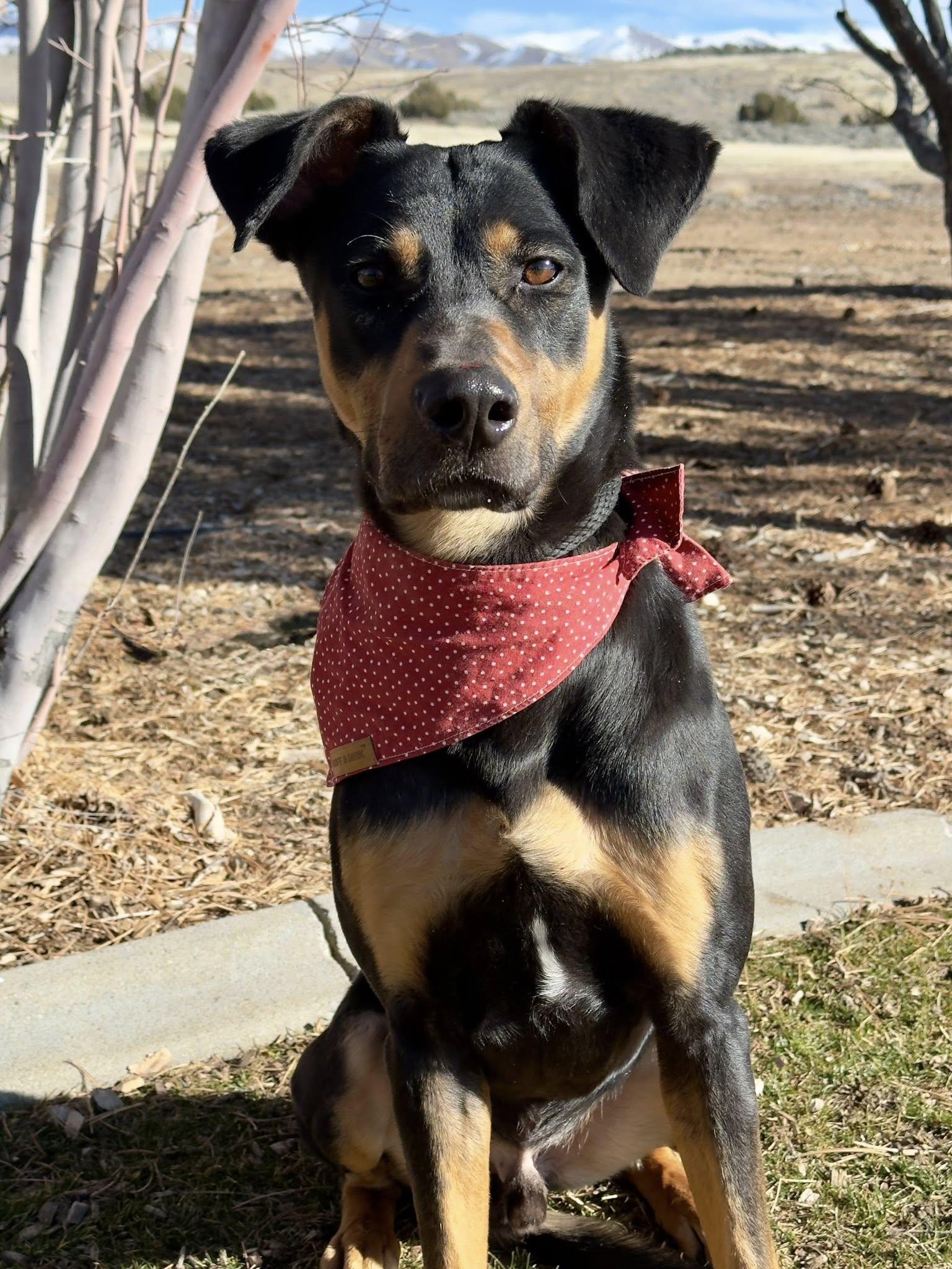 Enlarge Spud, a ADOPTABLE mixed breed in Gardnerville, NV image 1/1