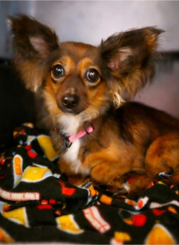 Bella Swan, Adopted, Young Female Chihuahua.