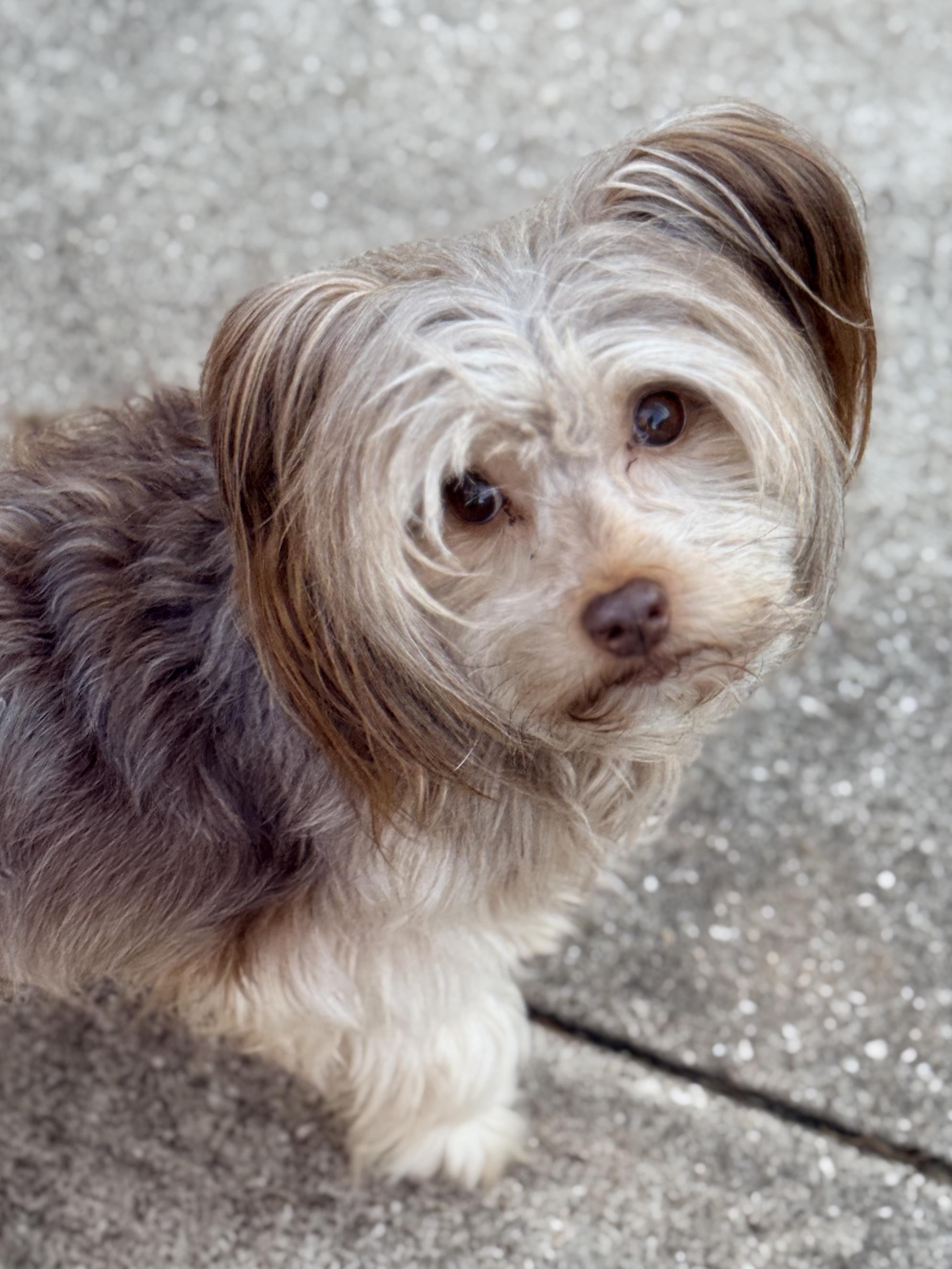 Enlarge Edgar, a ADOPTABLE Chinese Crested Dog in Houston, TX image 6/6