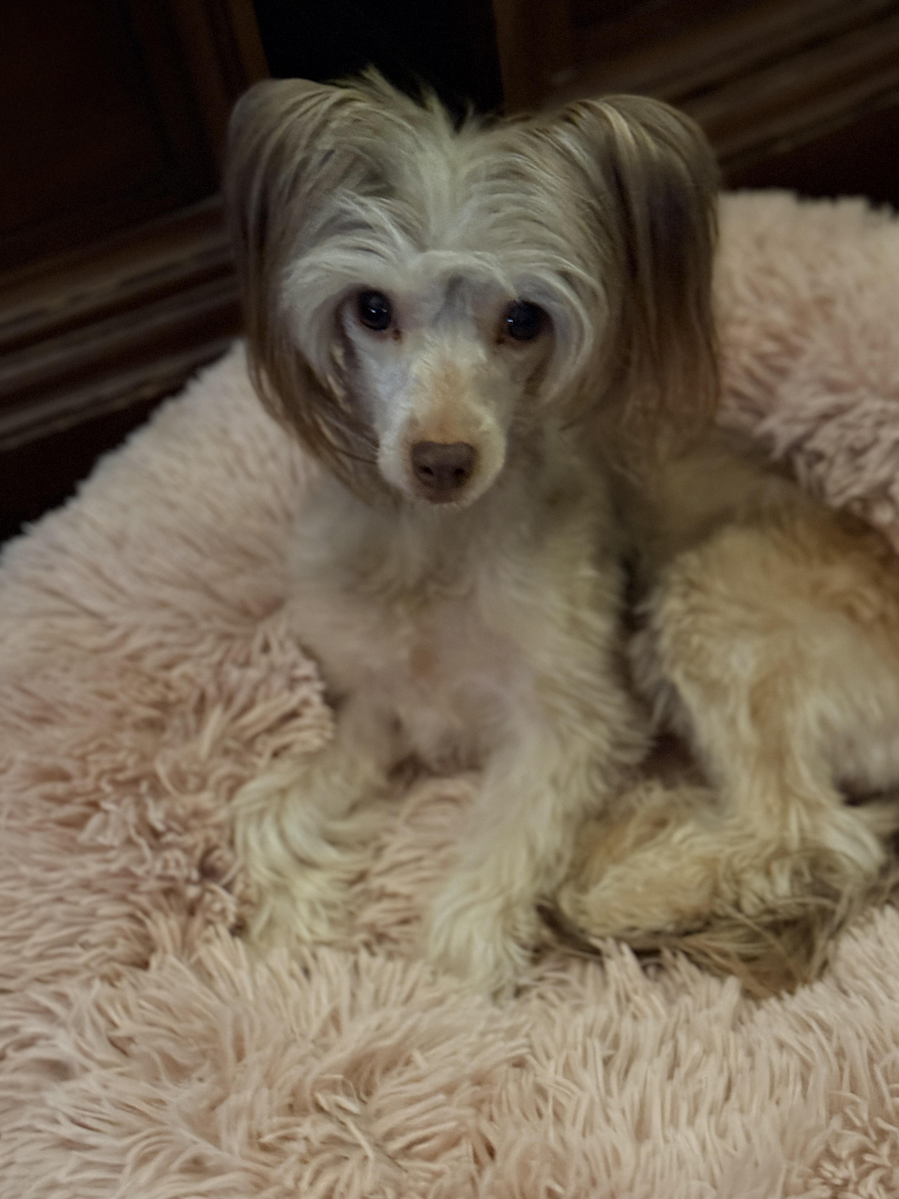 Enlarge Edgar, a ADOPTABLE Chinese Crested Dog in Houston, TX image 4/6