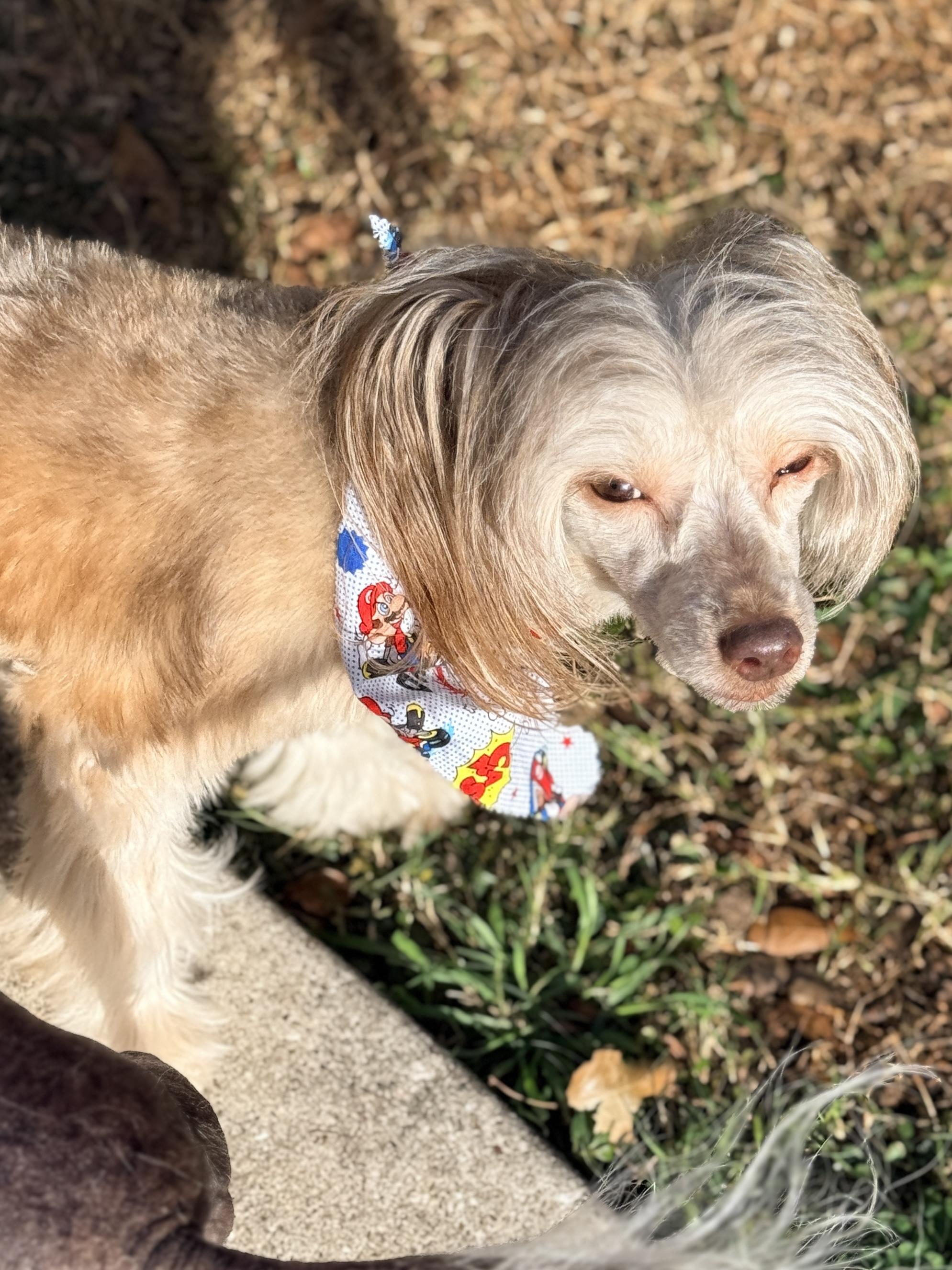 Enlarge Edgar, a ADOPTABLE Chinese Crested Dog in Houston, TX image 3/6