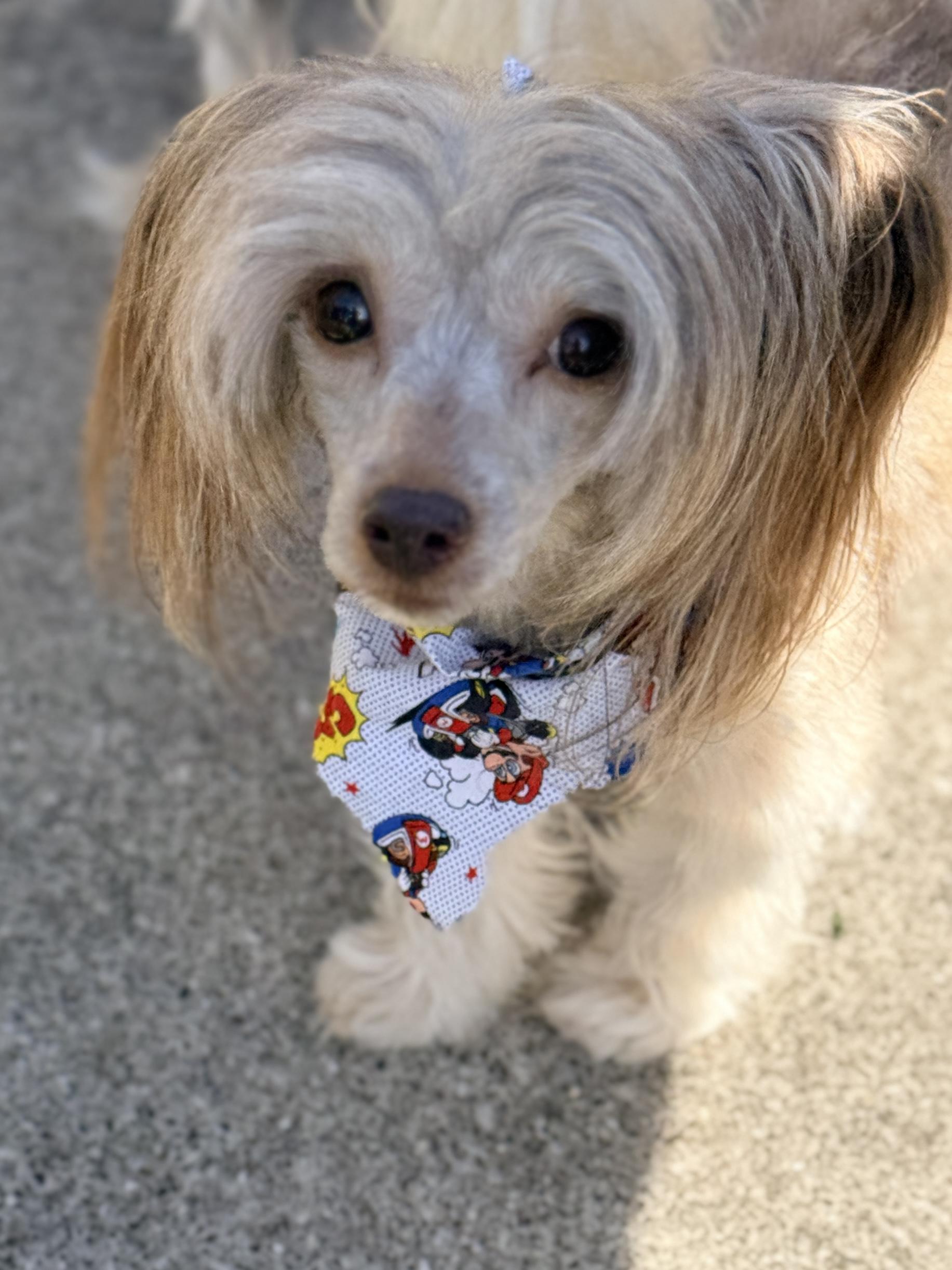 Enlarge Edgar, a ADOPTABLE Chinese Crested Dog in Houston, TX image 1/6