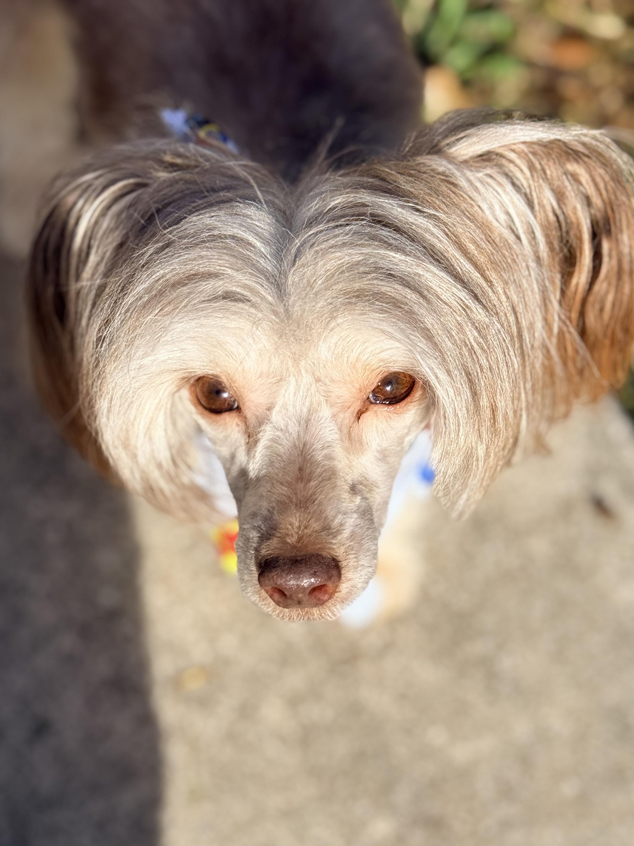 Enlarge Edgar, a ADOPTABLE Chinese Crested Dog in Houston, TX image 2/6