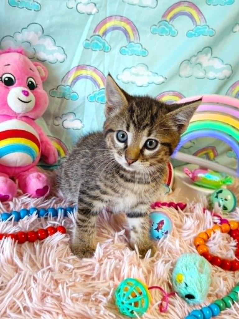 Funshine Bear, Adoptable, Kitten Male Domestic Short Hair.