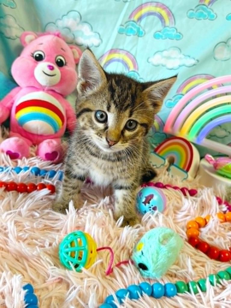Enlarge Funshine Bear, a Adoptable mixed breed in Effingham, IL image 4/4